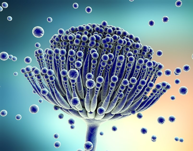 Mycotoxin Image