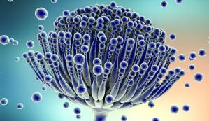 Mycotoxin Image
