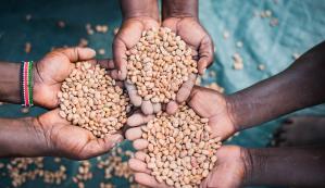 Grain in hands